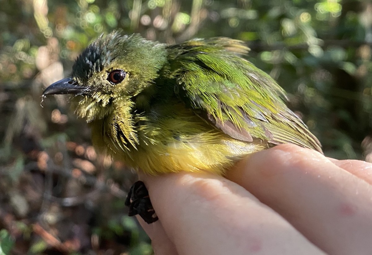 Orange-bellied Manakin - ML625614489