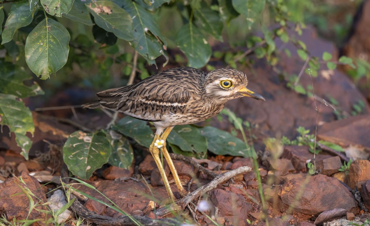 Indian Thick-knee - ML625614498