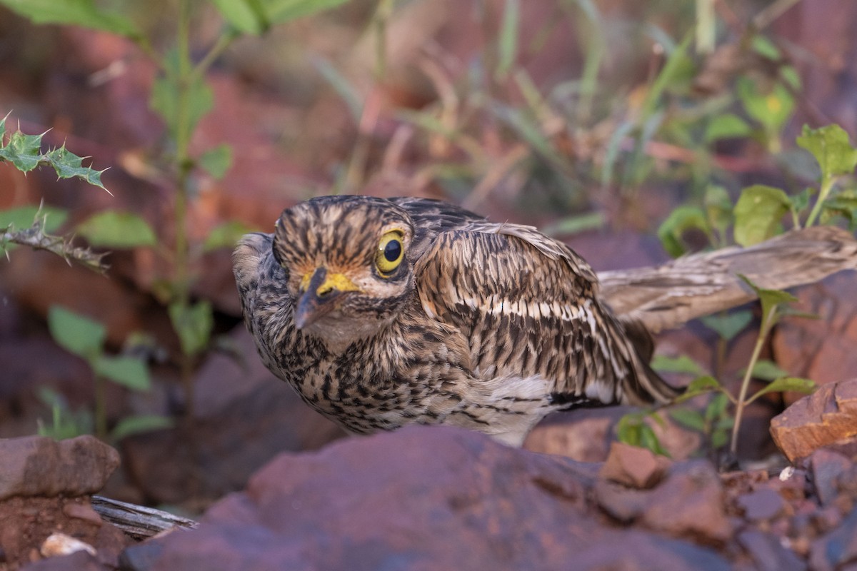 Indian Thick-knee - ML625614503