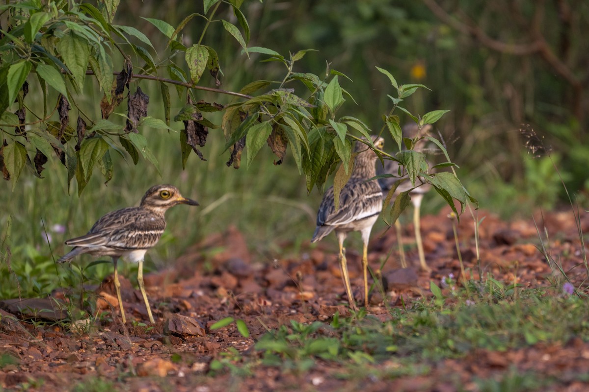 Indian Thick-knee - ML625614508