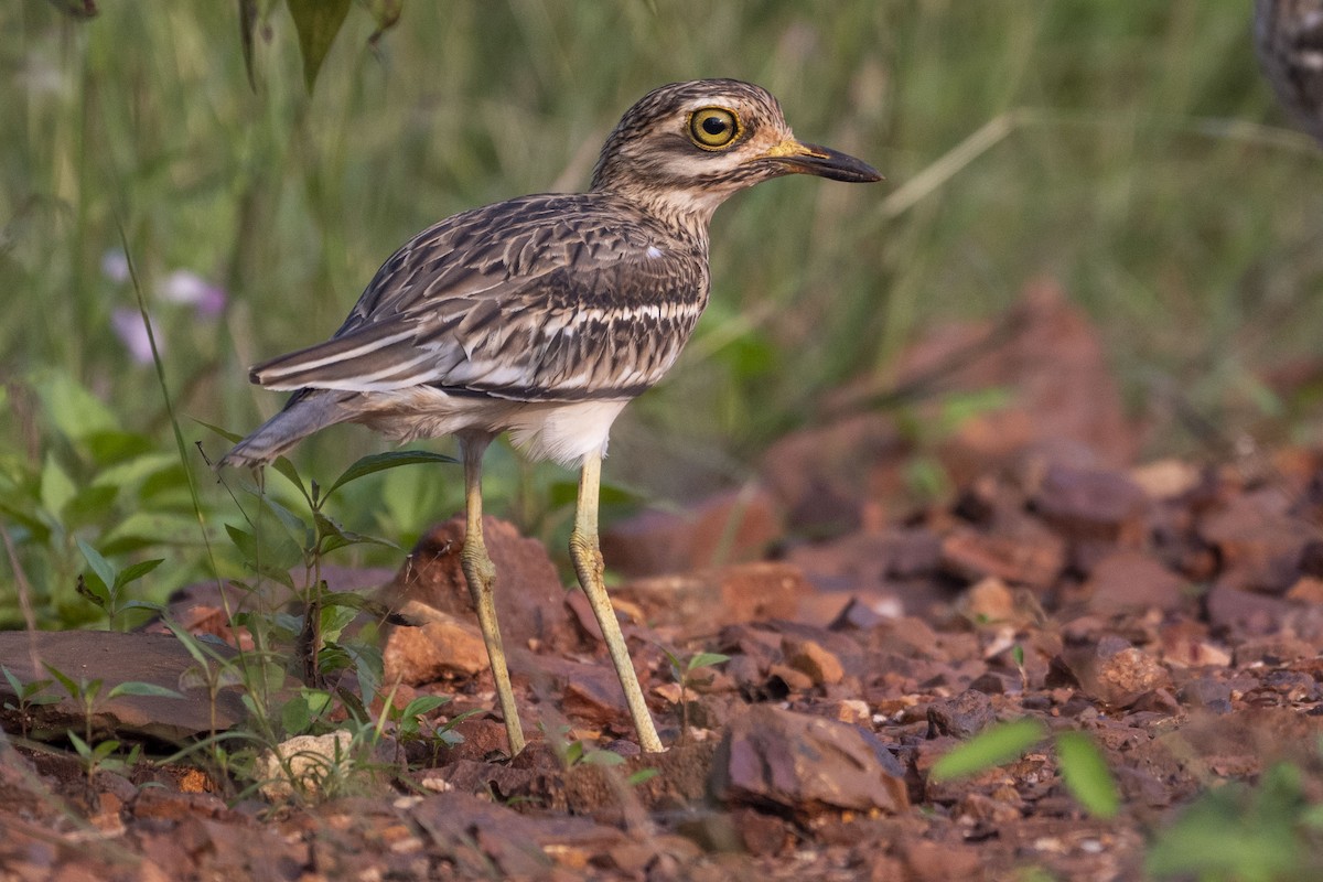 Indian Thick-knee - ML625614524