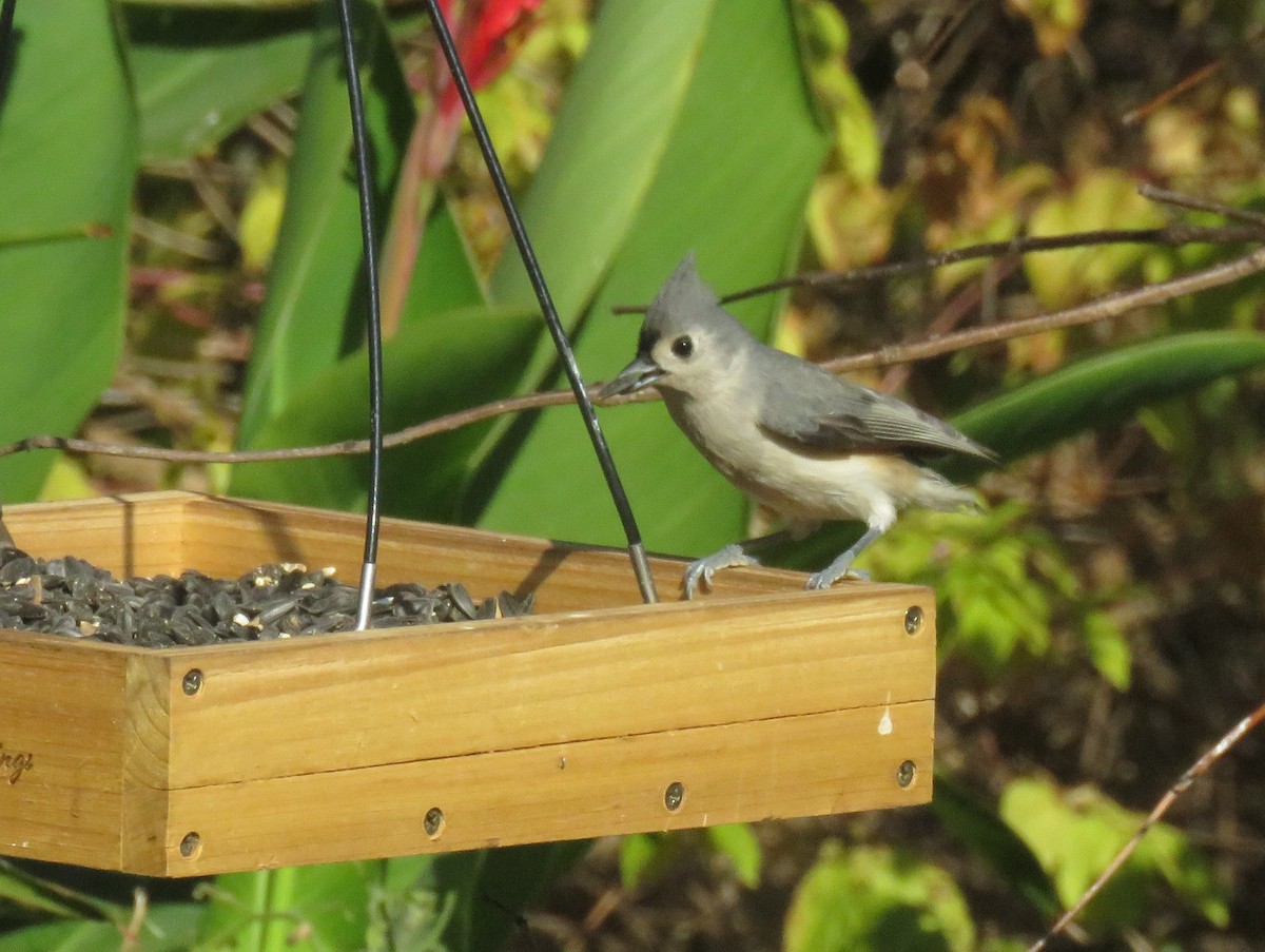 Tufted Titmouse - ML625614526