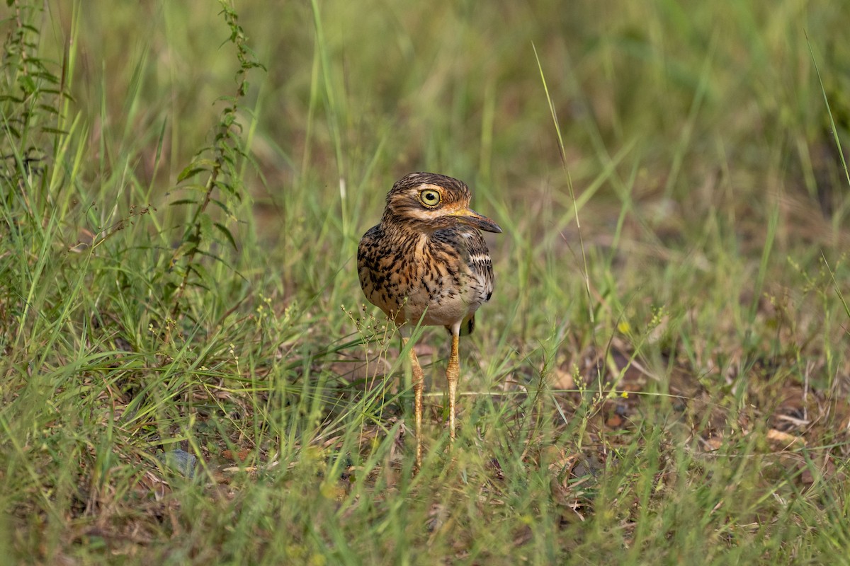 Indian Thick-knee - ML625614533