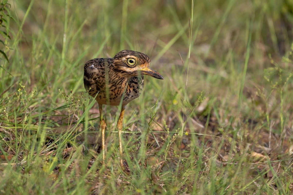 Indian Thick-knee - ML625614542