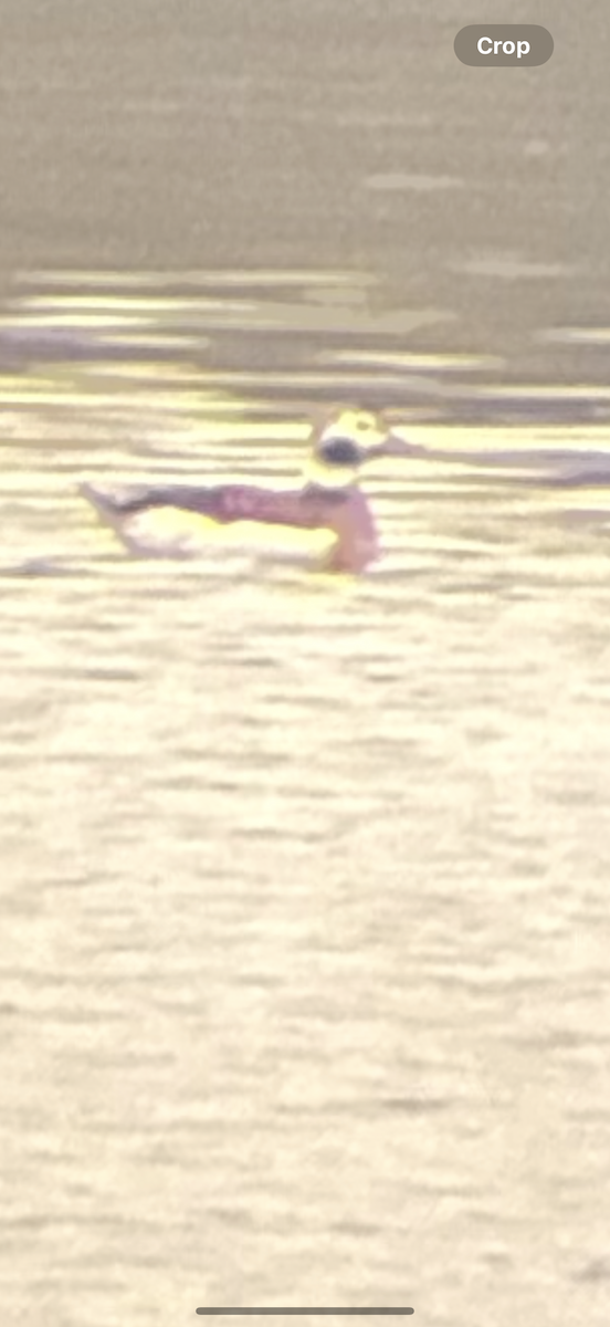 Long-tailed Duck - ML625614586