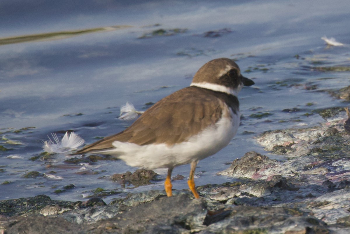 Common Ringed Plover - ML625614798