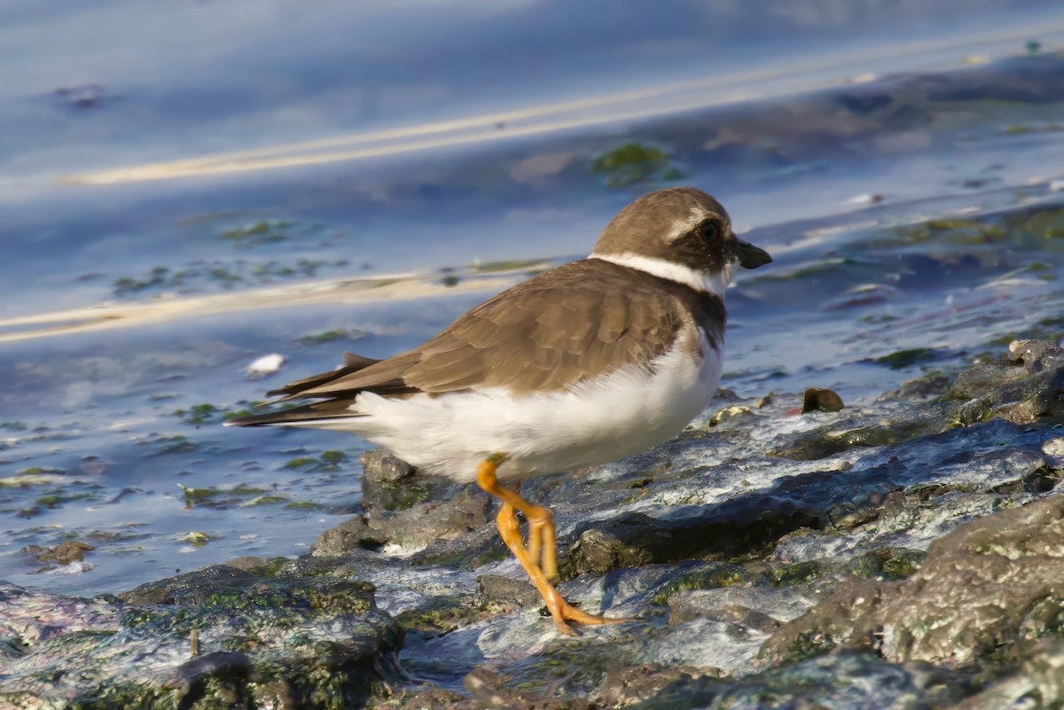 Common Ringed Plover - ML625614799