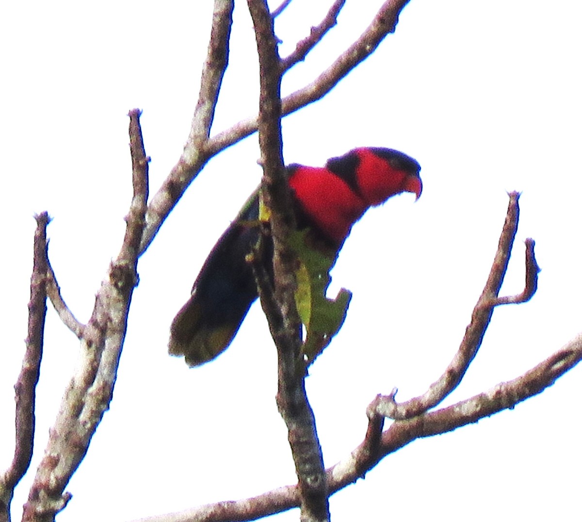 Black-capped Lory - ML625614840