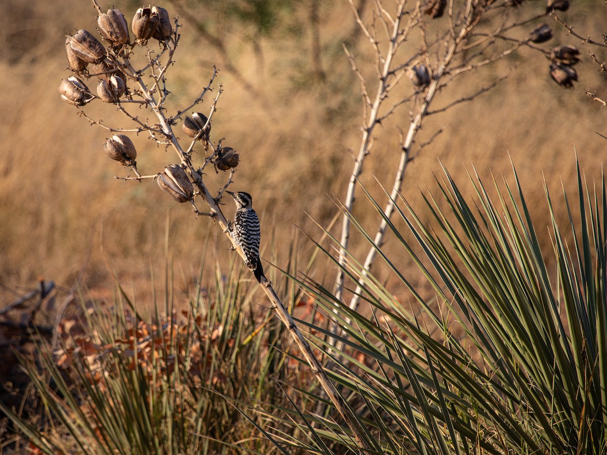 Ladder-backed Woodpecker - ML625614889