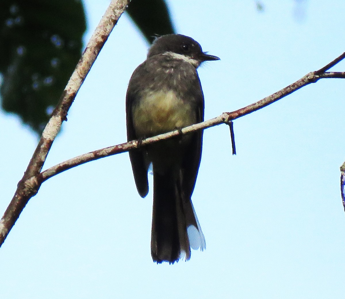 Northern Fantail - ML625614912
