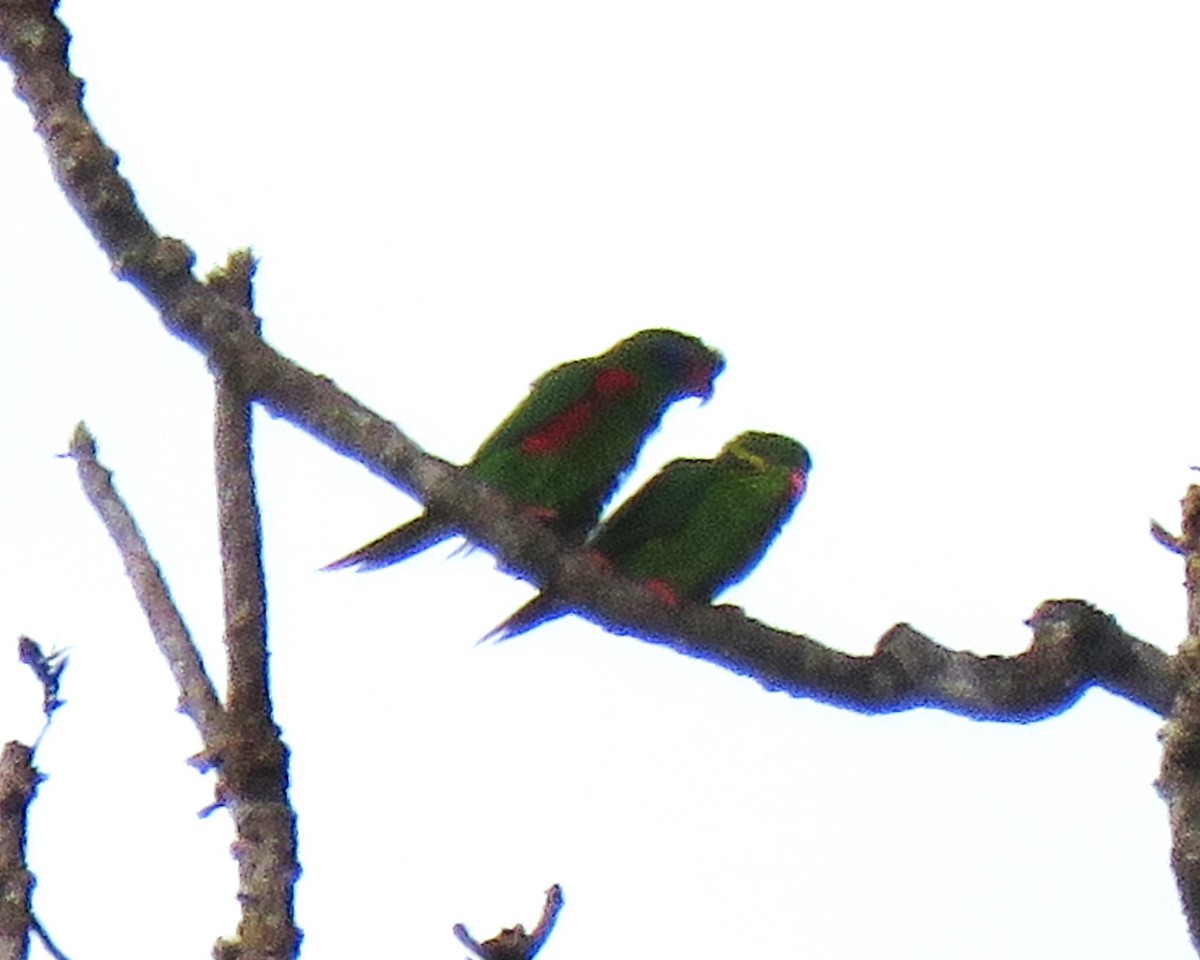 Red-flanked Lorikeet - ML625615038