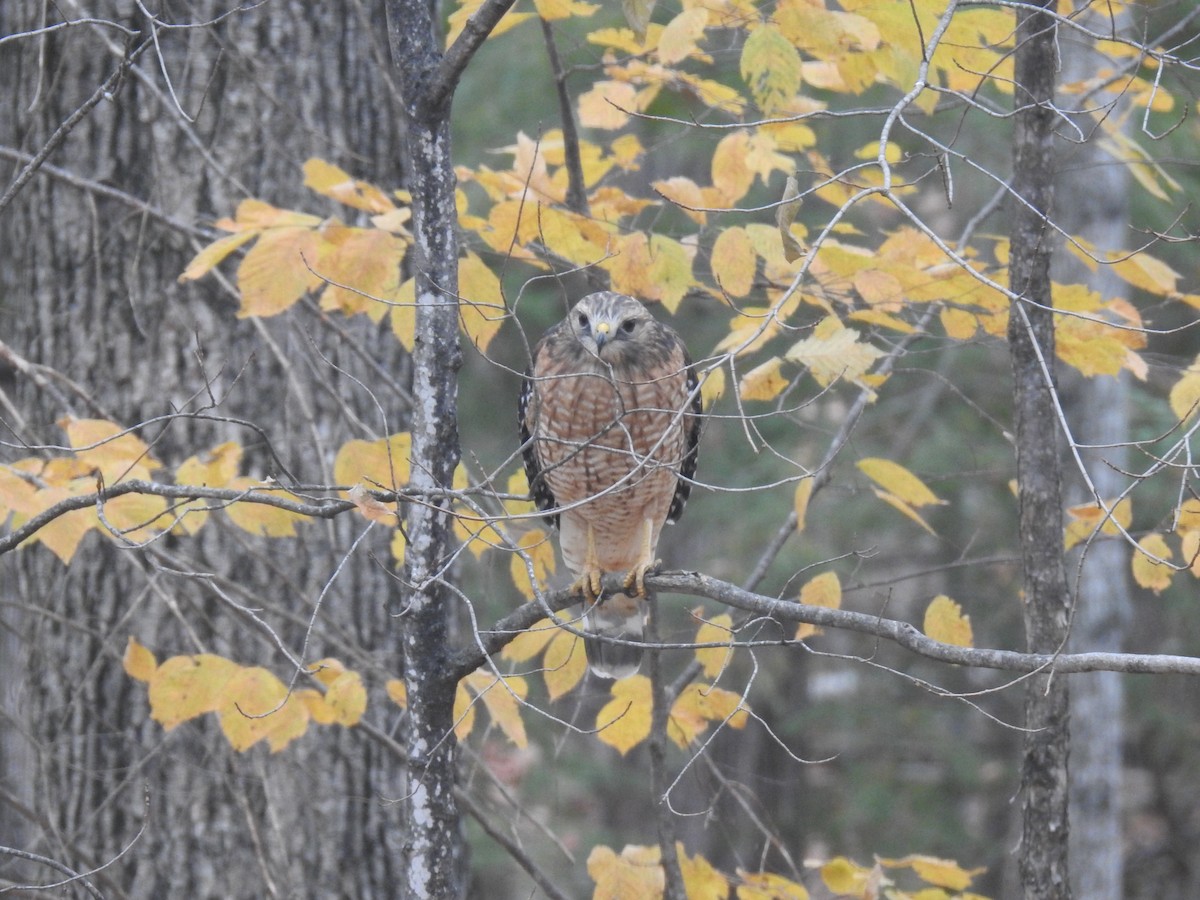 Red-shouldered Hawk - Martyn Obbard