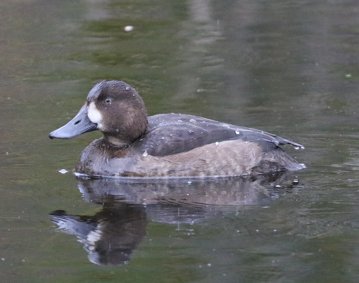 Greater Scaup - Mike Fung