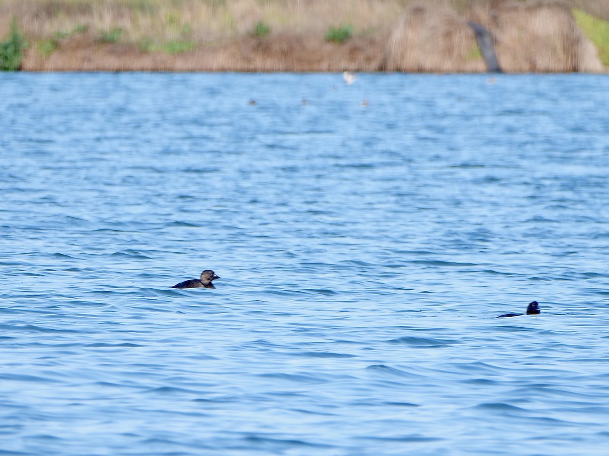 Musk Duck - ML625615079