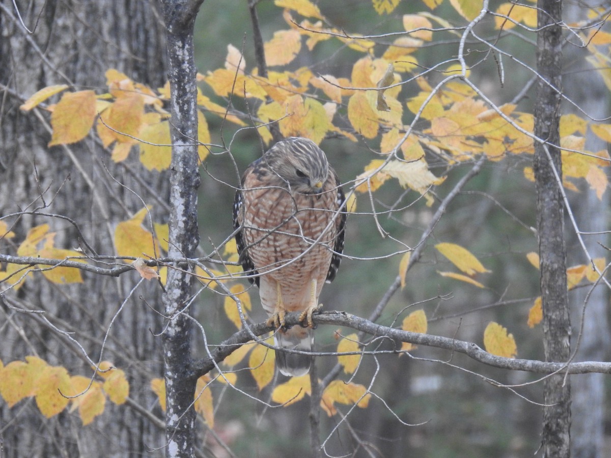Red-shouldered Hawk - Martyn Obbard