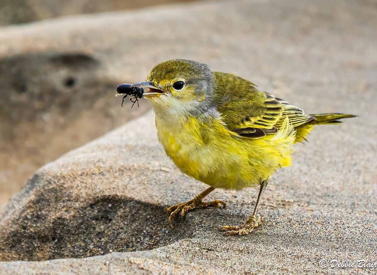 Yellow Warbler (Galapagos) - Debbie Blair