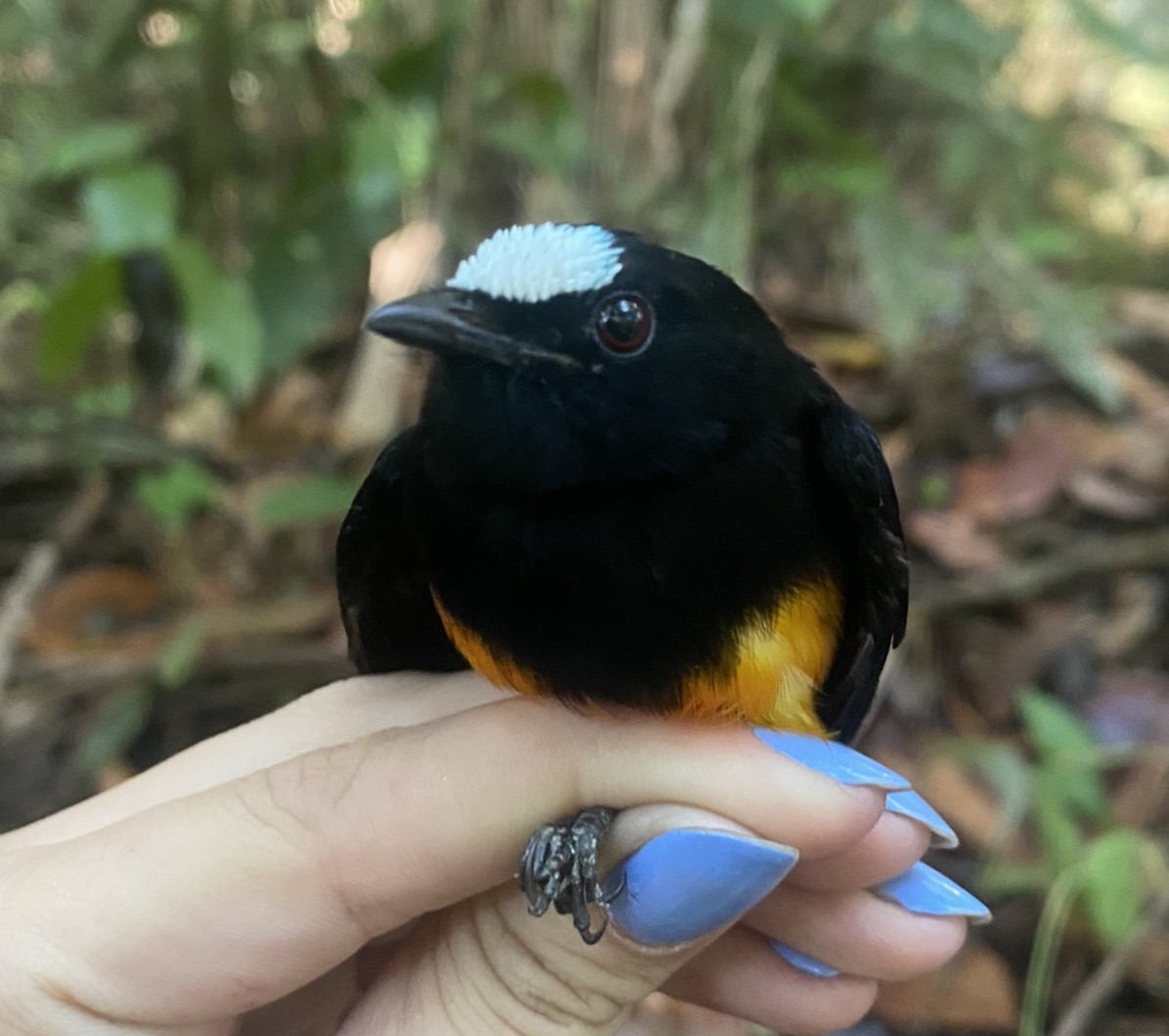 Orange-bellied Manakin - ML625615156