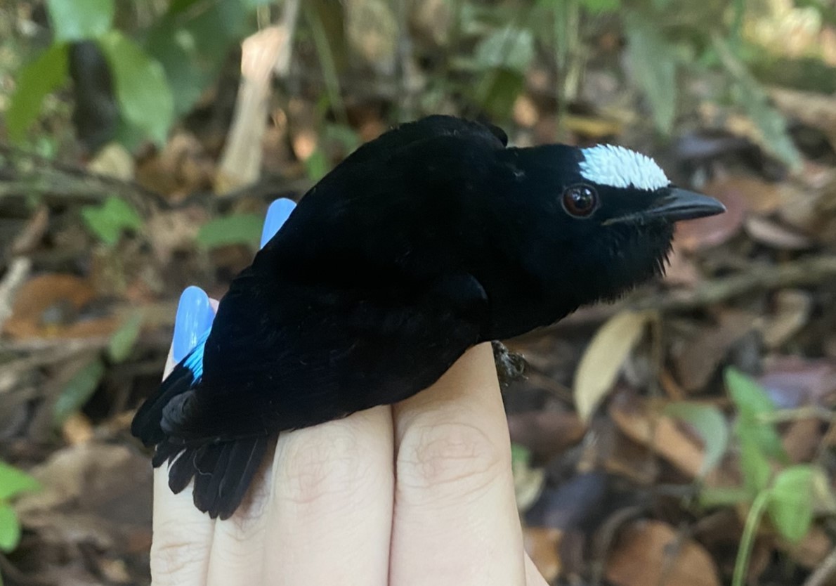 Orange-bellied Manakin - ML625615158