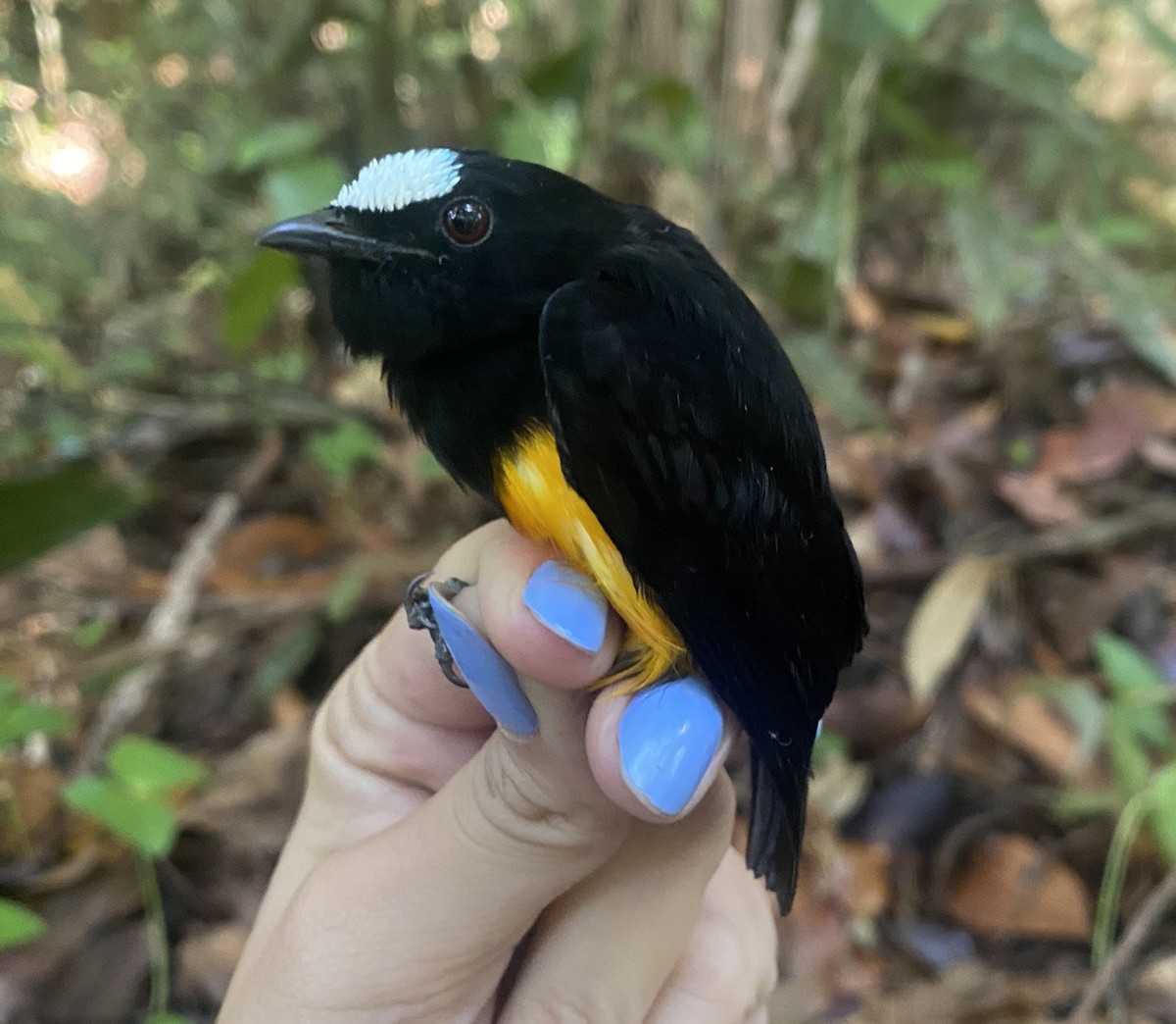 Orange-bellied Manakin - ML625615160