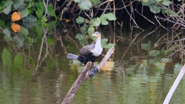 Great Cormorant (White-breasted) - ML625615169