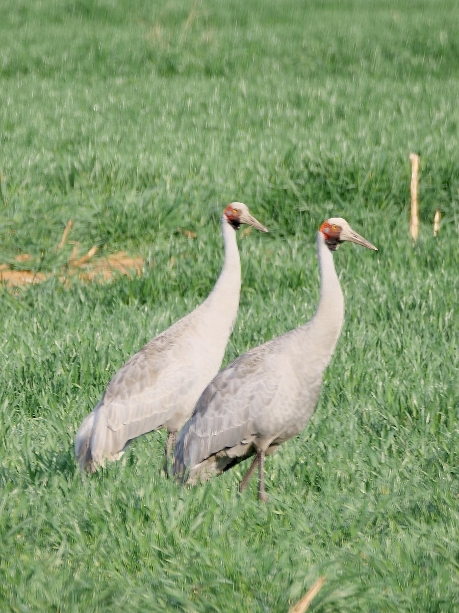 Brolga - ML625615178