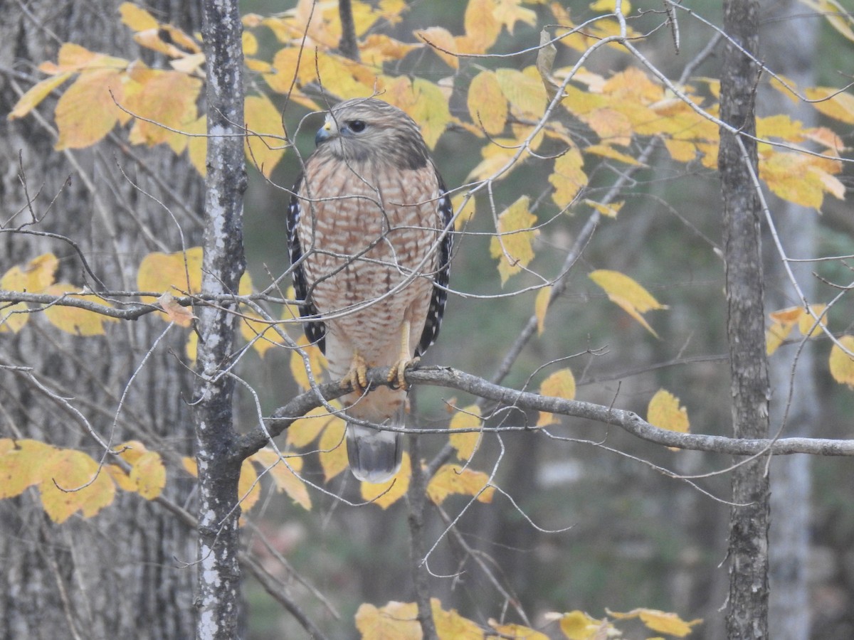 Red-shouldered Hawk - ML625615183