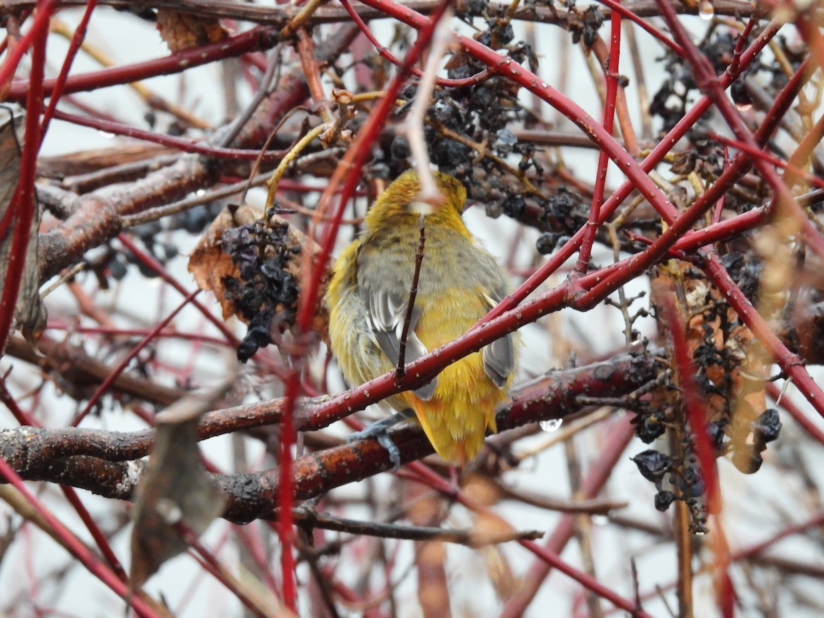 Baltimore Oriole - Philippe Jobin