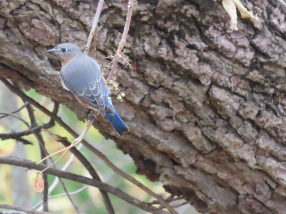 Eastern Bluebird - ML625615291