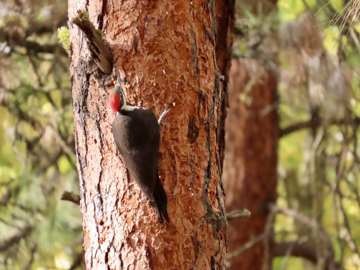 Pileated Woodpecker - Dan Mottern