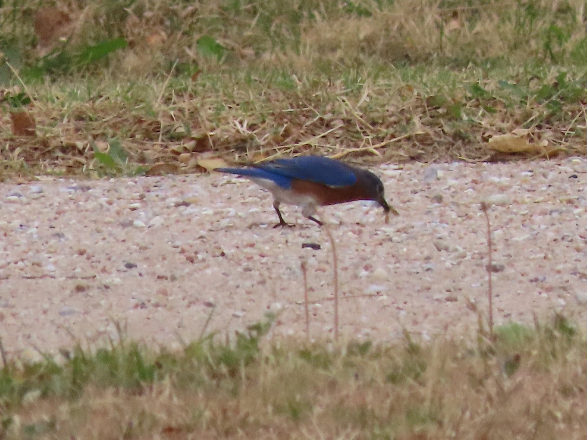 Eastern Bluebird - ML625615340