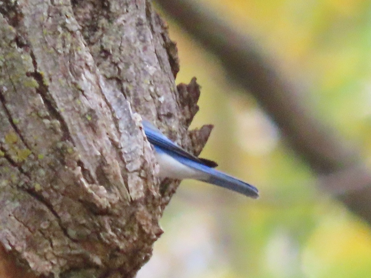 Eastern Bluebird - ML625615368