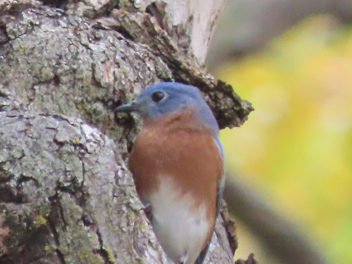 Eastern Bluebird - ML625615379