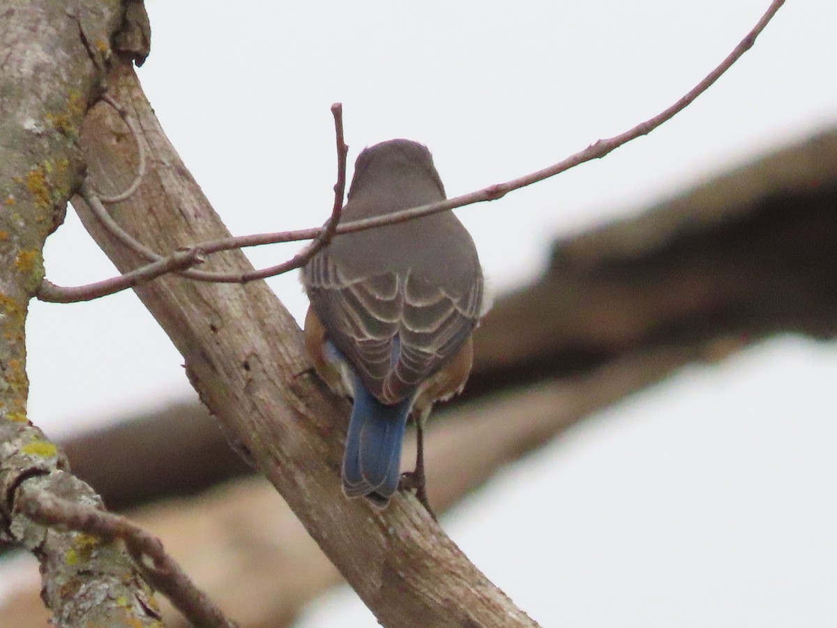 Eastern Bluebird - ML625615387