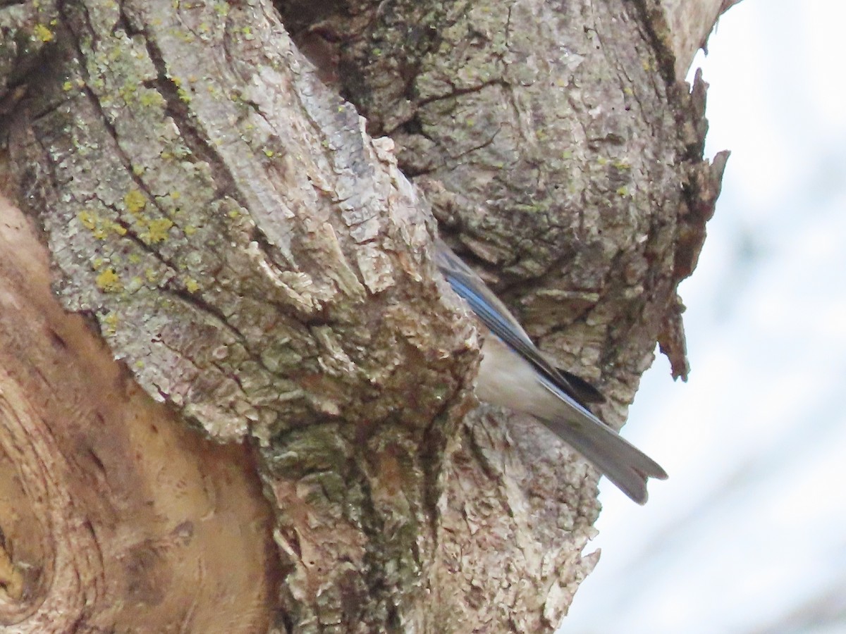 Eastern Bluebird - ML625615392