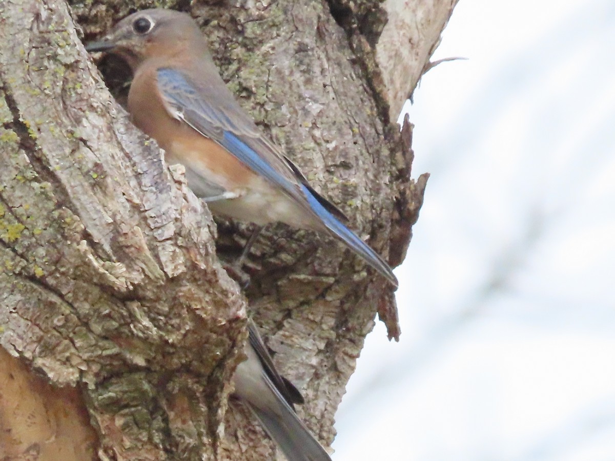 Eastern Bluebird - ML625615398