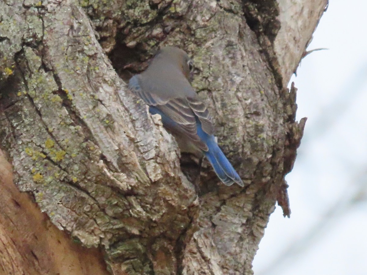 Eastern Bluebird - ML625615399