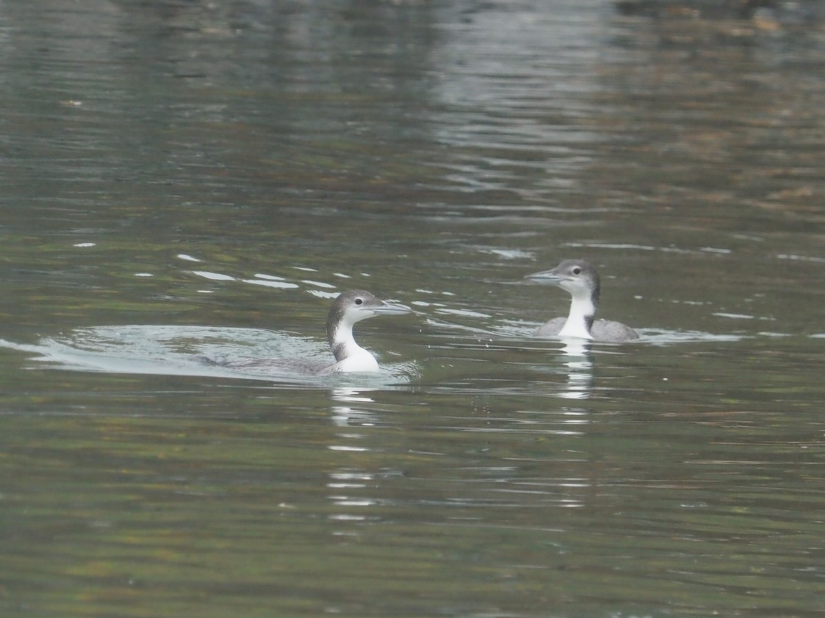 Common Loon - ML625615416