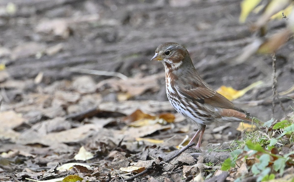 Fox Sparrow - steve sampson