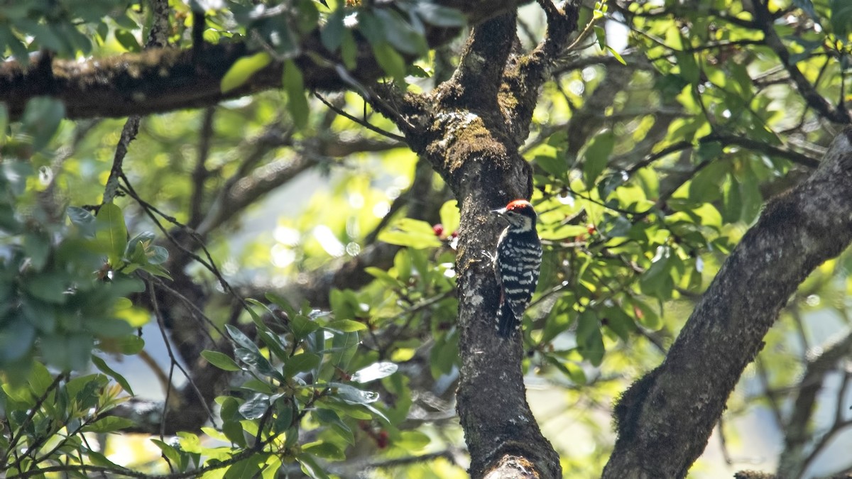 Stripe-breasted Woodpecker - ML625615587