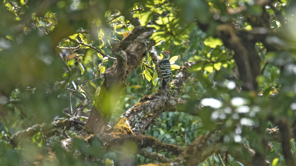 Stripe-breasted Woodpecker - ML625615588