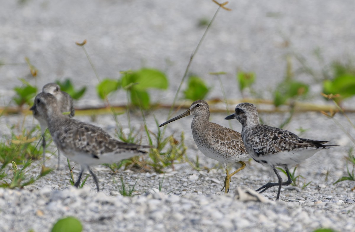 Short-billed Dowitcher - ML625615654