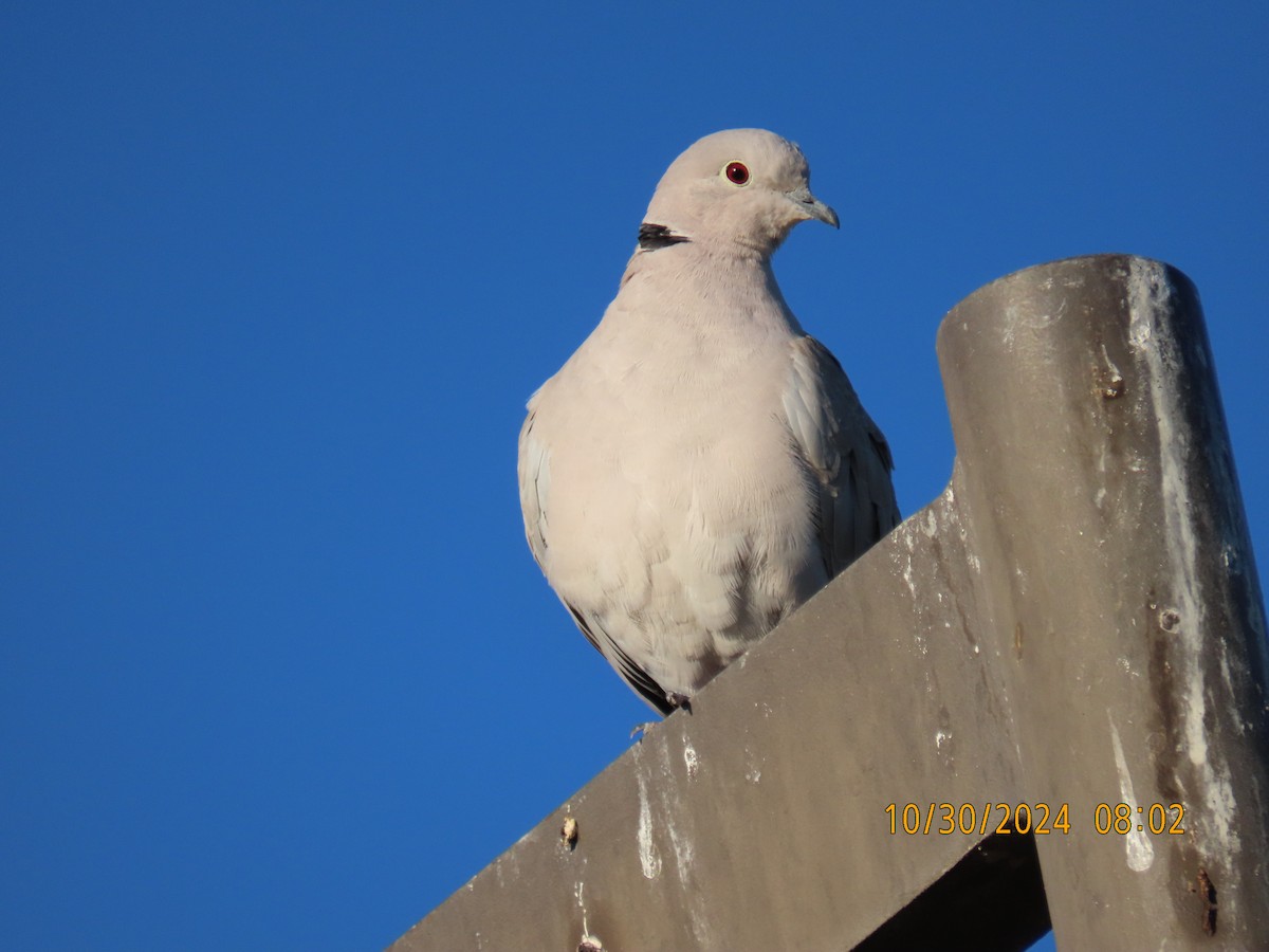 Eurasian Collared-Dove - ML625615787