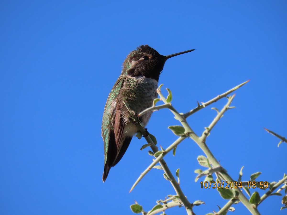 Anna's Hummingbird - ML625615796