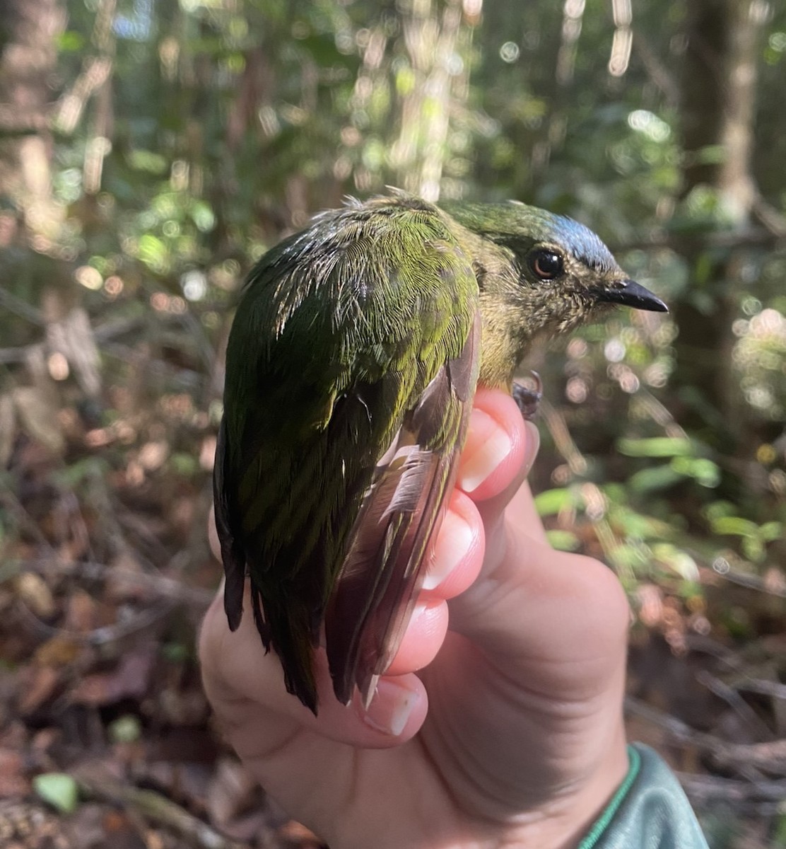 Orange-bellied Manakin - ML625615817