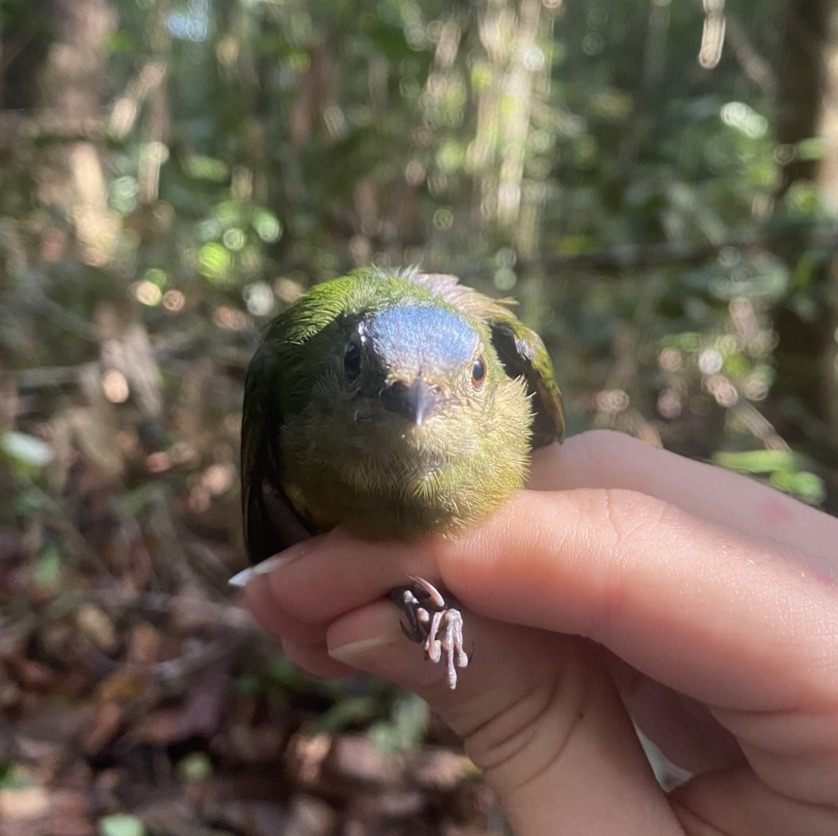 Orange-bellied Manakin - ML625615828