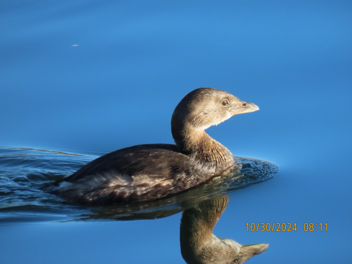 Pied-billed Grebe - ML625615836