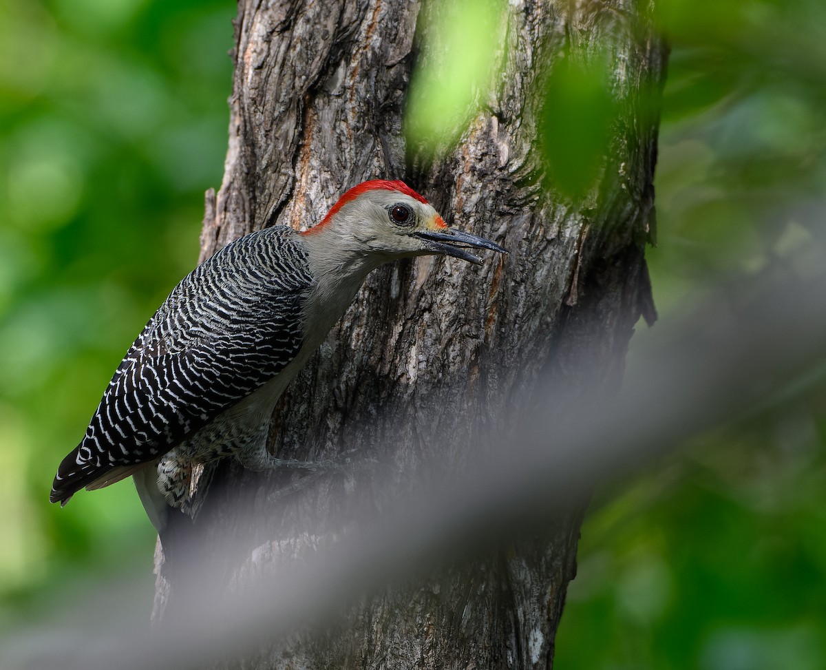 Golden-fronted Woodpecker - ML625615837