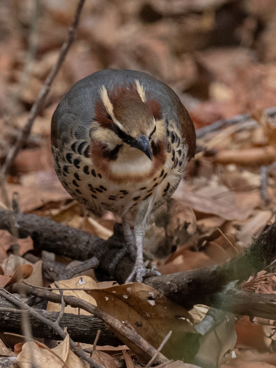 White-breasted Mesite - ML625615929