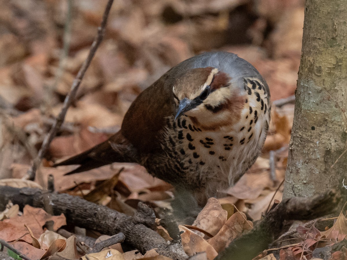 White-breasted Mesite - ML625615930