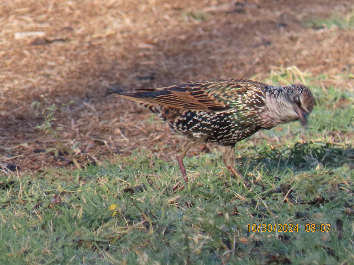 European Starling - ML625615957